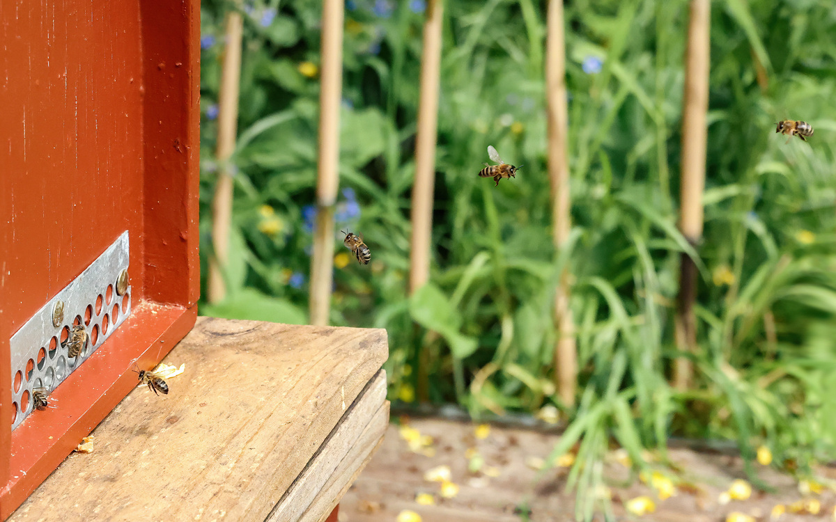 Wildlife Neighbours